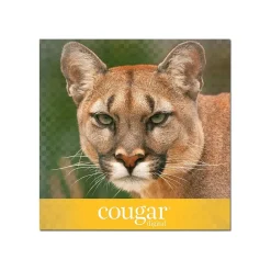 Card Stock*Domtar Cougar Digital 10% Recycled 8.5" x 11" Paper, 80 lbs., 98 Brightness, 250/Ream, 8 Reams/Carton (2986)